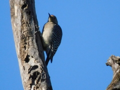 Melanerpes uropygialis