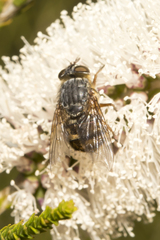 Calliphora varifrons