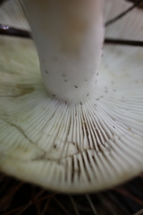 Russula pulverulenta