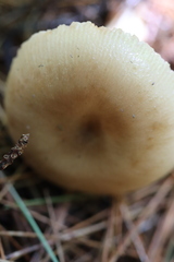 Russula pulverulenta
