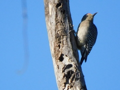 Melanerpes uropygialis