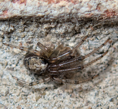 Zygiellinae