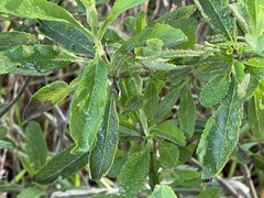 Salvia mellifera