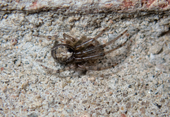 Zygiellinae