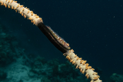 Bryaninops