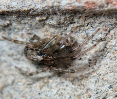 Zygiellinae