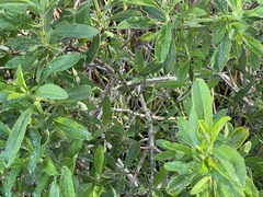Salvia mellifera