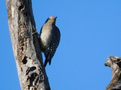 Melanerpes uropygialis