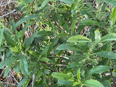 Salvia mellifera
