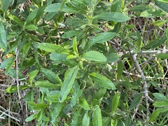 Salvia mellifera
