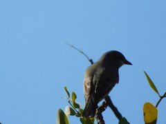 Tyrannus vociferans