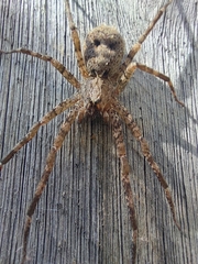 Acanthoctenus