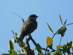 Tyrannus vociferans