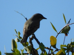 Tyrannus vociferans