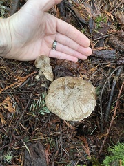 Clitocybe nebularis