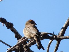 Haemorhous mexicanus