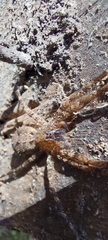 Acanthoctenus