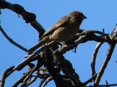 Haemorhous mexicanus