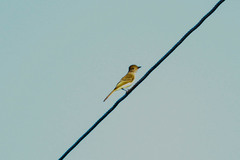 Myiarchus tuberculifer