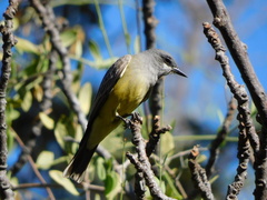 Tyrannus vociferans