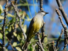 Tyrannus vociferans