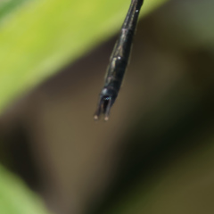 Micromidia atrifrons