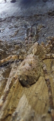 Acanthoctenus