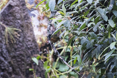 Pipilo maculatus macronyx