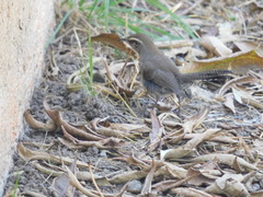 Thryomanes bewickii