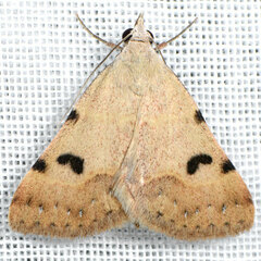 Hemeroplanis historialis