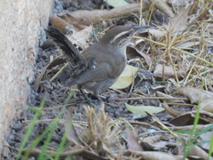 Thryomanes bewickii