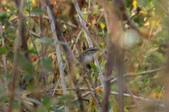 Thryophilus pleurostictus