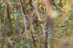 Thryophilus pleurostictus