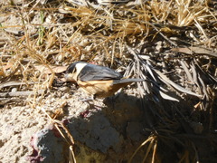 Sporophila torqueola
