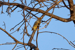 Melanerpes hoffmannii