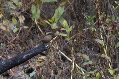 Troglodytes aedon brunneicollis