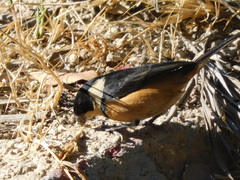 Sporophila torqueola