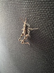 Phaulacridium marginale