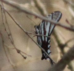 Protographium epidaus fenochionis