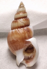 Nassarius humeratus
