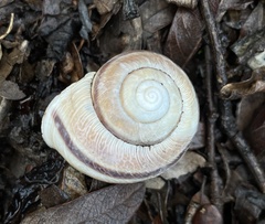 Helminthoglypta tudiculata