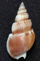 Nassarius humeratus
