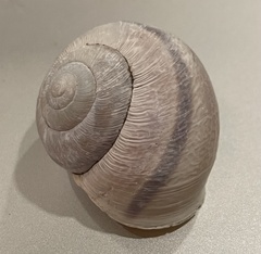 Helminthoglypta tudiculata