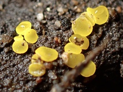 Calycina claroflava