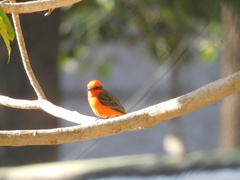 Pyrocephalus rubinus