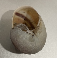 Helminthoglypta tudiculata