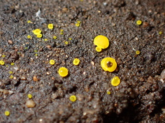 Calycina claroflava