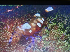 Ancylocaris brevicarpalis