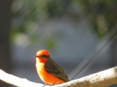 Pyrocephalus rubinus