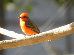 Pyrocephalus rubinus